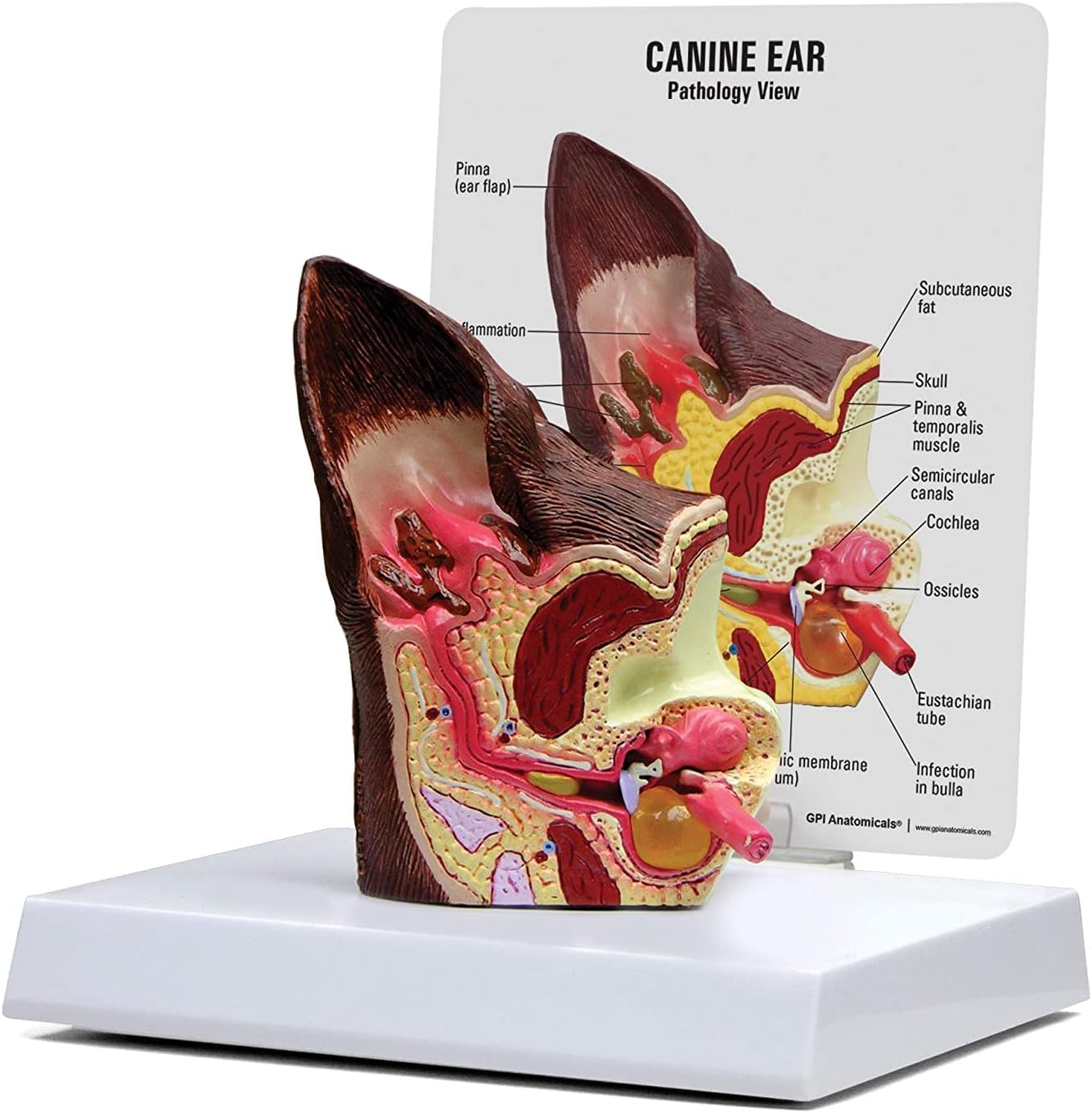 未開封】 天城流医学大全集 症状別 耳鼻頭編/理論 手技 DVD+テキスト付